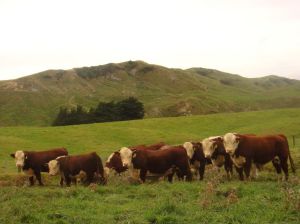 22Apr2016090426Eketahuna Dairy Country.jpg